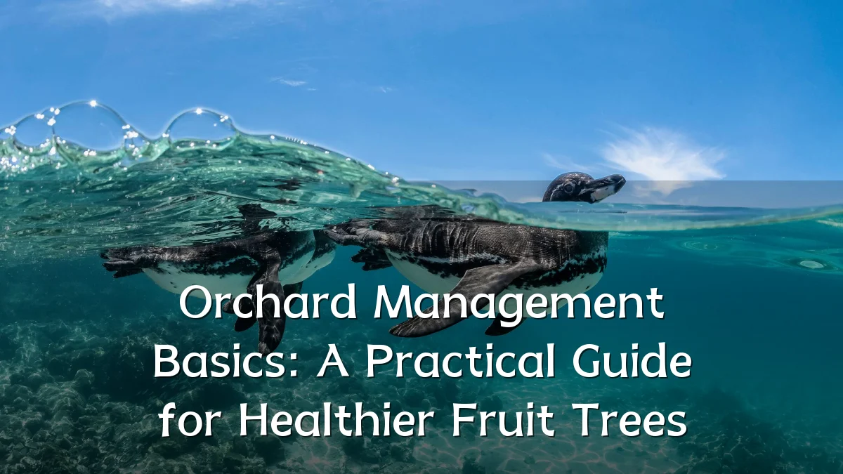 Orchard Management Basics: A Practical Guide for Healthier Fruit Trees
