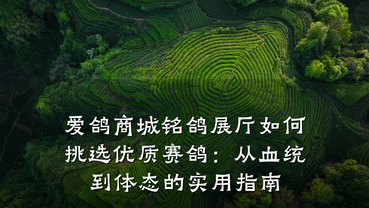 爱鸽商城铭鸽展厅如何挑选优质赛鸽:从血统到体态的实用指南