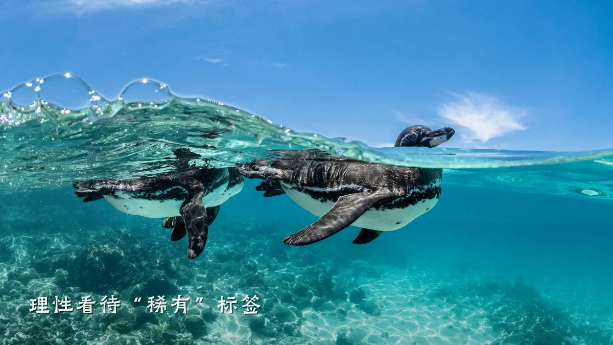 理性看待“稀有”标签