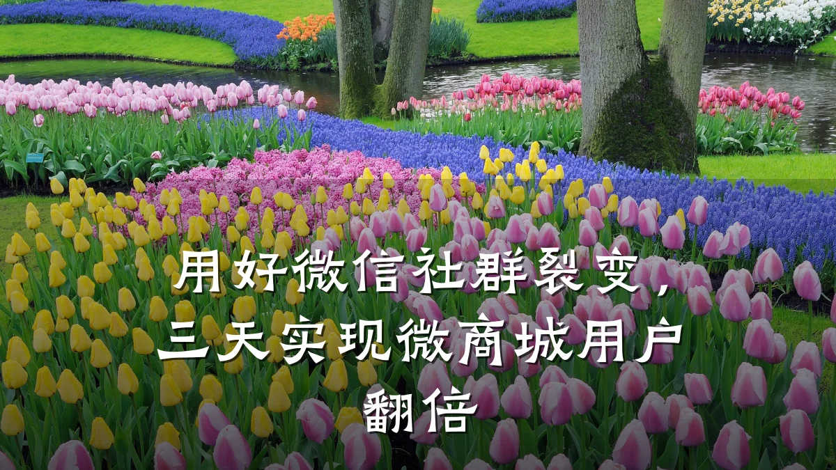 用好微信社群裂变,三天实现微商城用户翻倍