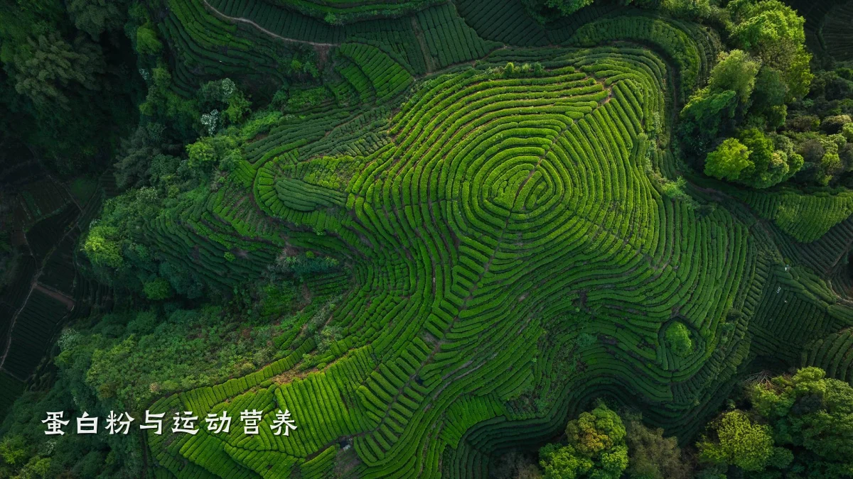 蛋白粉与运动营养
