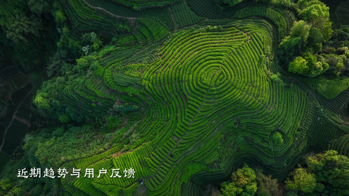 近期趋势与用户反馈