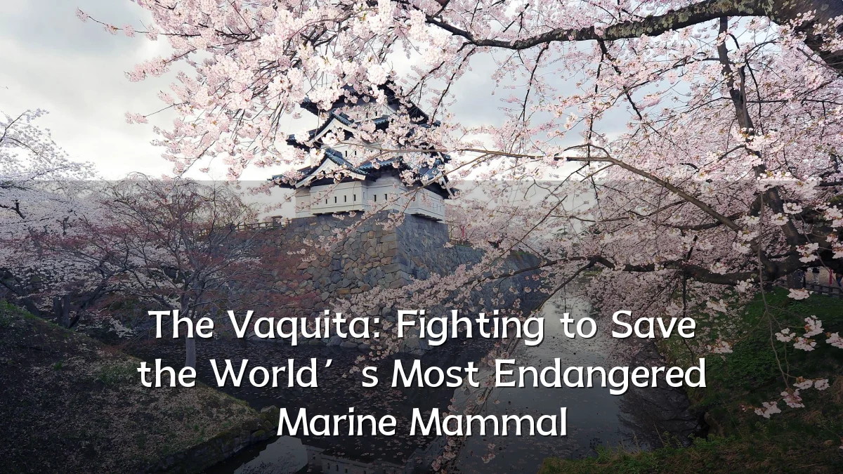 The Vaquita: Fighting to Save the World’s Most Endangered Marine Mammal